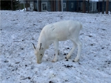Fin de año en Helsinki y Laponia II. En busca de las Auroras Boreales 