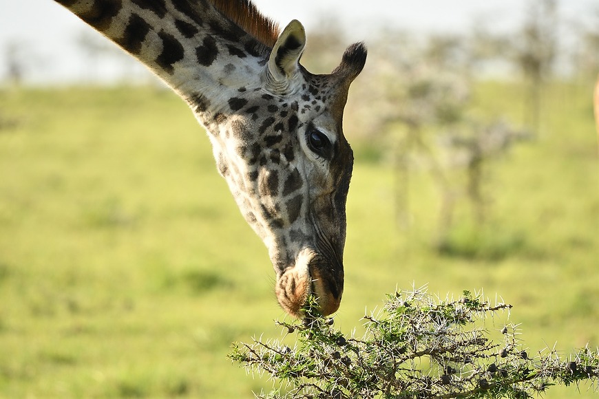 Safari Haraka 2026