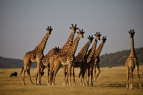 Tierras de Tanzania 2027