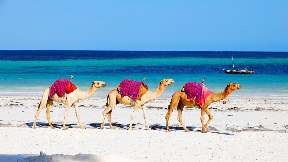 Safari y playas de Kenia 2026