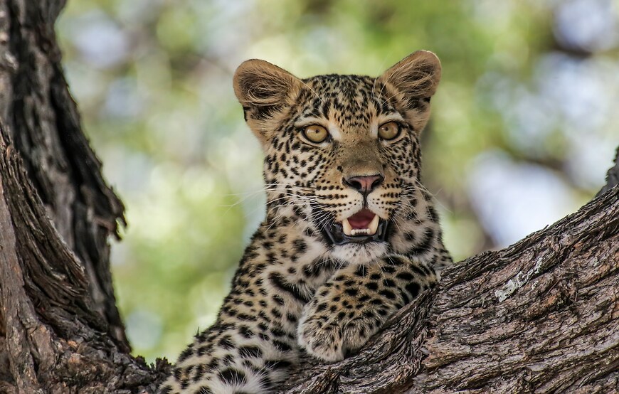 Safari de Lujo en Norte de Botswana 2026